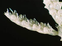 Image of Tricellaria inopinata 