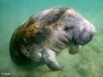Image of Trichechus manatus (West Indian manatee)