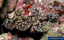 Image of Tridacna maxima (Elongate giant clam)