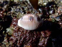 Image of Trivia monacha (Spotted cowrie)