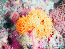 Image of Tubastraea coccinea (Orange cup coral)