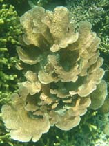 Image of Turbinaria mesenterina (Vase coral)