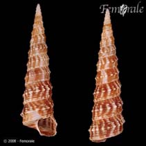 Image of Turritella nodulosa 
