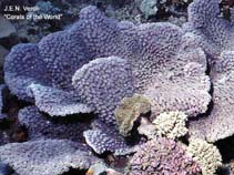 Image of Duncanopsammia peltata (Pagoda coral)