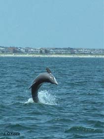 Image of Tursiops truncatus (Bottlenose dolphin)