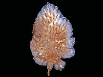 Image of Tylobranchion speciosum 
