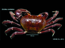 Image of Ucides cordatus (Mangrove crab)