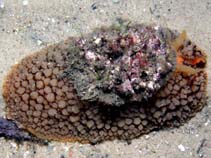 Image of Umbraculum umbraculum (Atlantic umbrella slug)
