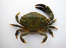 Image of Xantho poressa (Jaguar round crab)