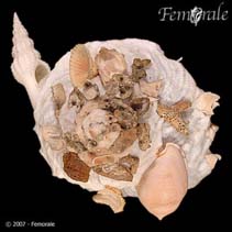 Image of Xenophora pallidula (Pallid carrier-shell)