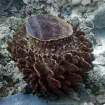 Image of Xestospongia testudinaria (Barrel sponge)