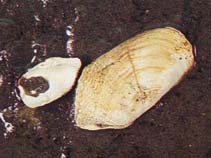 Image of Zirfaea crispata (Great piddock)