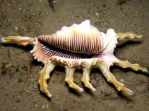Image of Lambis scorpius (Scorpio spider conch)