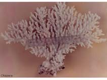 Image of Acropora aculeus (Bottlebrush Acropora)