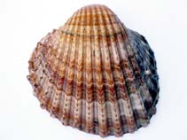 Image of Acanthocardia aculeata (Spiny cockle)