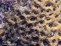 Image of Acanthastrea brevis (Starry cup coral)