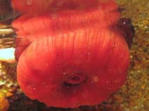 Image of Actinia equina (Beadlet anemone)