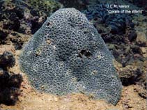 Image of Anomastraea irregularis (Crisp pillow coral)