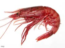 Image of Aristaeomorpha foliacea (Giant red shrimp)