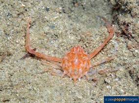 Image of Arcania undecimspinosa (Three-spined box crab)