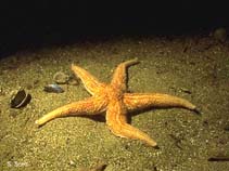 Image of Asterias rubens (Common starfish)