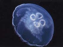 Image of Aurelia aurita (Moon jelly)
