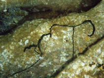 Image of Bonellia viridis (Green spoon worm)