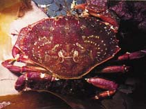 Image of Cancer irroratus (Atlantic rock crab)