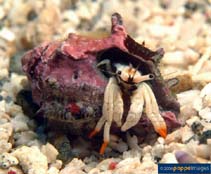 Image of Calcinus minutus (Small whiten hermit crab)