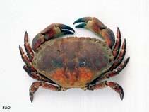 Image of Cancer pagurus (Edible crab)