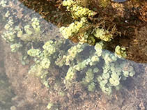 Image of Caulerpa racemosa (Coarse seagrape)