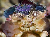 Image of Camposcia retusa (Decorator crab)