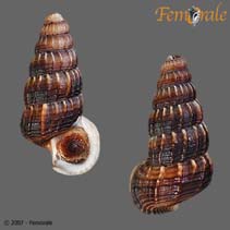 Image of Cerithidea obtusa (obtuse horn shell)