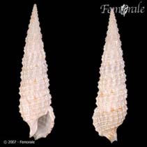tn_Cesal_u0.jpg