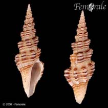 tn_Cobic_u0.jpg