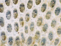 Image of Conopeum reticulum 
