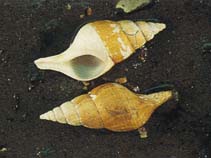 Image of Colus stimpsoni (Stimpson\