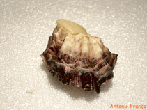 Image of Magallana angulata (Portuguese oyster)