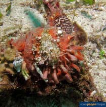Image of Cronia contracta 