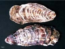Image of Magallana gigas (Giant cupped oyster)