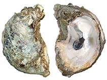 Image of Crassostrea virginica (American cupped oyster)