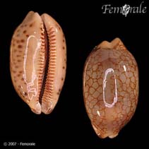 tn_Cyscu_u1.jpg