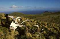 Image of Diomedea antipodensis (Antipodean albatross)