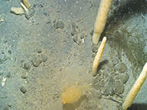 Image of Distaplia cylindrica (Sea rod)