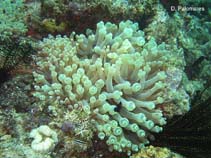 Image of Entacmaea quadricolor (Bulb-tentacle sea anemone)