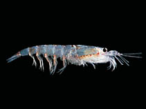 Image of Euphausia superba (Antarctic krill)