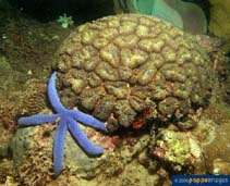 Image of Astraeosmilia maxima 