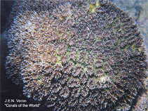 Image of Galaxea fascicularis (Galaxy coral)