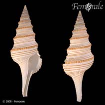 tn_Gespe_u0.jpg