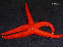 Image of Henricia leviuscula (Pacific blood star)